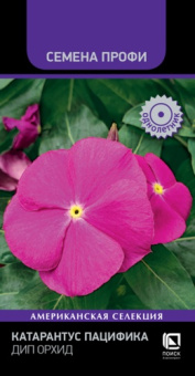 katarantus_pacifika_dip_orhid