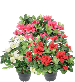 Азалия D12 H30см