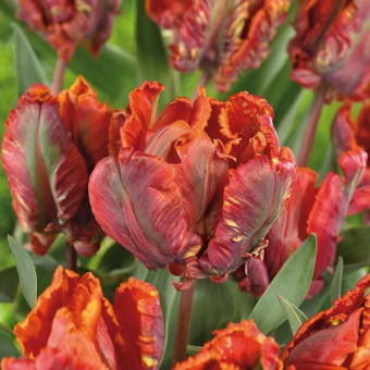 Тюльпан Bluemex (8  шт)