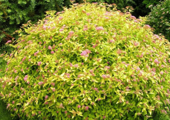 8b214a50daf14a6bce96a39ff0049f22