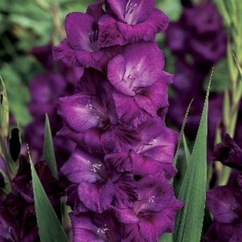 Гладиолус Блу Берд