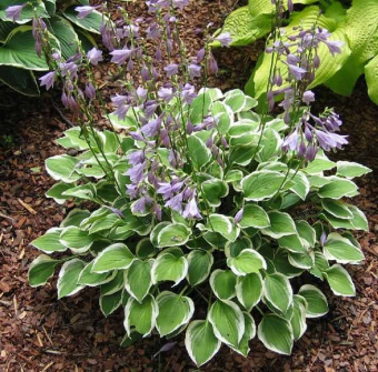 1dd1c5f7be4461e85836019f1533a77b (1)