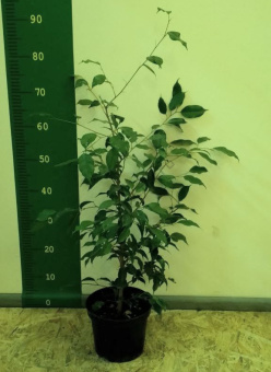 Фикус Бенджамина *В