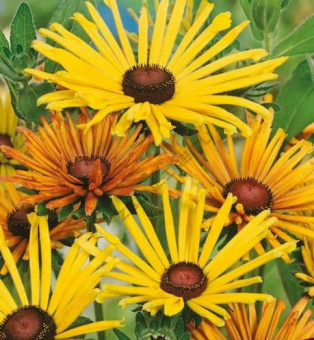 Рудбекия волосистая Чим Чимни