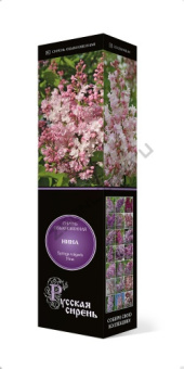 Сирень обыкновенная Нина/ЦКор