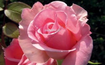 Изображение загружено обработкой по данным файла Excel