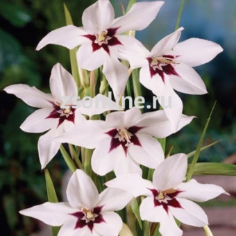 Изображение загружено обработкой по данным файла Excel