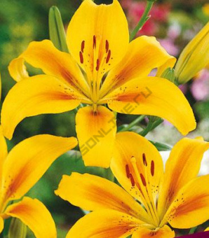 Лилия Азиатская Полианна