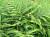 Кочедыжник красночерешковый, Athyrium rubripes, h-120 см, 5 л
