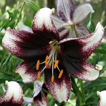 Лилия Азиатская Танго Страччателла Ивент