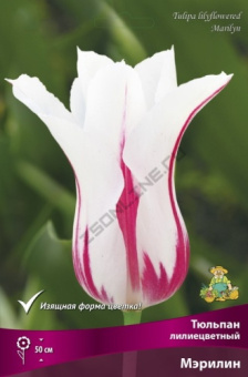 Тюльпан лилиецветный Мэрилин 11-12/К 10шт