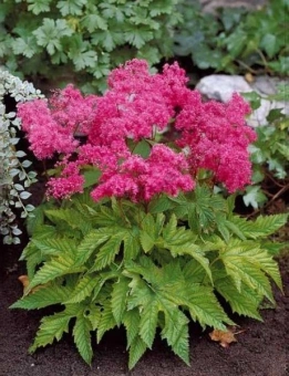 Лабазник пурпурный Элеганс (С2)