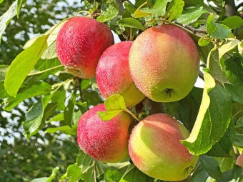 Яблоня Северный синап V3-4л