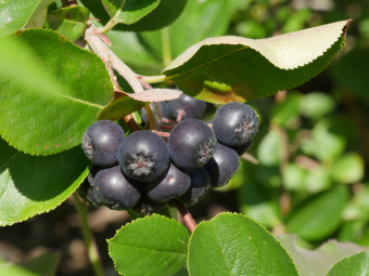 aronia