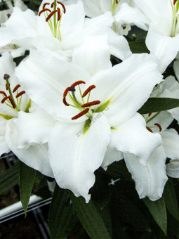 Лилия Восточная Фулл Мун