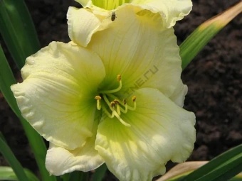 Лилейник 3* в асс.V1,5л