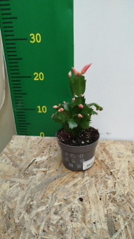 Шлюмбергера D10см H30см