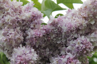 Сирень обыкновенная Красавица Москвы