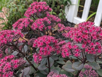 Седум телефиум Тандерхед/К