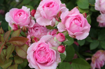 Роза шраб Гхита Ренэсанс