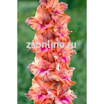 Изображение загружено обработкой по данным файла Excel