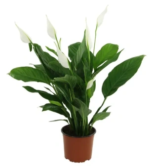 Спатифиллум D15см H60 см