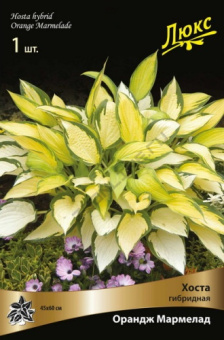 Хоста гибридная Орандж Мармелад (листья золотые,почти оранжевые,меняются со временем на белые,зеленый край) 1шт