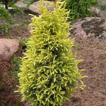 mozhzhevelnik-obyknovennyy-gold-kone-650x650