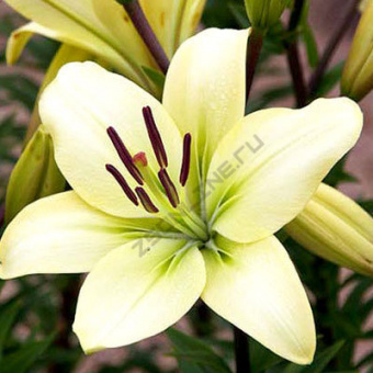 Лилия ЛА-Гибрид Курьер