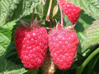 cascadedelight-e1467056273342