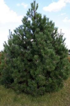 Сосна черная (С, 80-100)