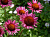 Эхинацея пурпурная Винтаж Вайн* (насыщенный малиново-розовый, оранжевый в центре, 1шт, I)