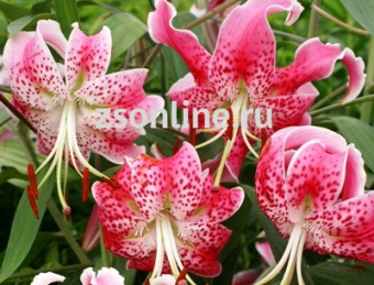 Изображение загружено обработкой по данным файла Excel