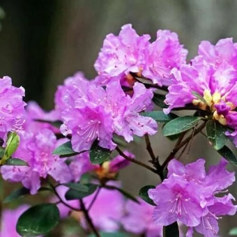 Рододендрон П. Д. М. Регал/ЦКор