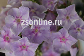 Изображение загружено обработкой по данным файла Excel