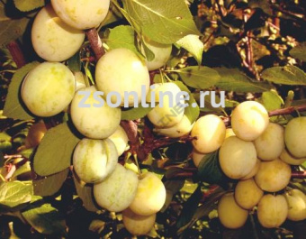 Изображение загружено обработкой по данным файла Excel