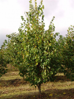 Липа мелколистная ,Tilia cordata (150-175, C6, V)