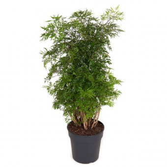 229150 Полисциас