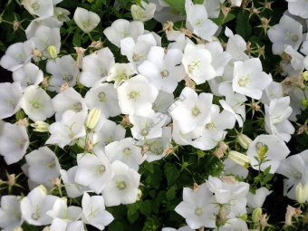 Колокольчик карпатский Вайс Клипс (Р9)