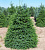 Ель сербская (Picea omorika C3 70-80)