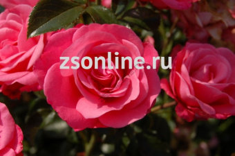 Изображение загружено обработкой по данным файла Excel