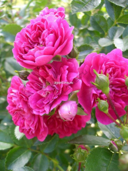 Изображение загружено обработкой по данным файла Excel