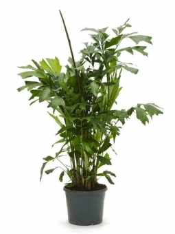 Кариота D50см H150см