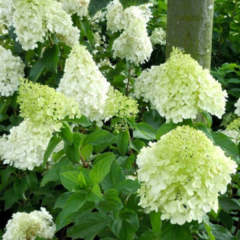 Гортензия метельчатая `Полар Бир`,Hydrangea paniculata`Polae BearBobo`  (30-40, C5,V)