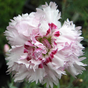 Гвоздика перистая Ине