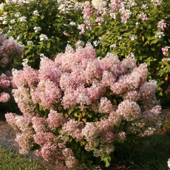 Гортензия метельчатая (Bobo)