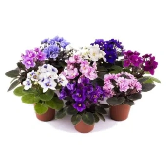 Фиалка D9см H12см