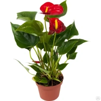 Антуриум микс D15см H50см