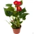 Антуриум микс D15см H50см