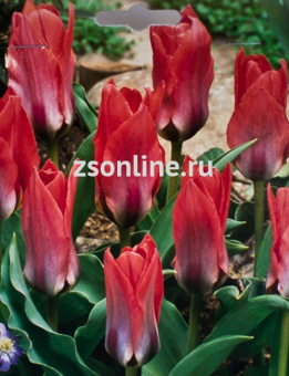 Изображение загружено обработкой по данным файла Excel